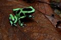 Flickr - ggallice - Green and black poison dart frog (2).jpg