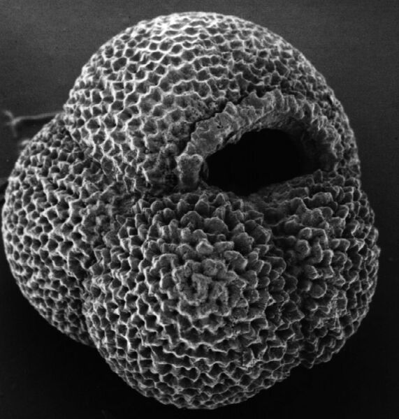 File:Foraminifera hg.jpg
