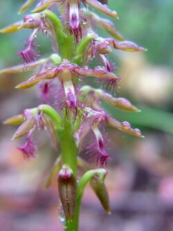 Fringed Orchid Long Track.JPG