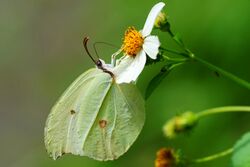 Gonepteryx amintha formosana 20130817.jpg