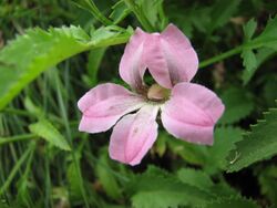 Goodenia macmillanii.jpg