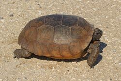 Gopher Tortoise - Gopherus polyphemus, Lake June-in-Winter Scrub State Park, Lake Placid, Florida - 31527638716.jpg