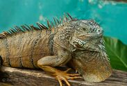 Green Iguana, San Ignacio.jpg