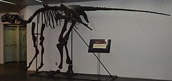 GryposaurusspUniversum.JPG