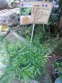 HK Sheung Wan Tung Wah Hospital Chinese plant Asparagus Cochinchinensis Aug-2012.JPG