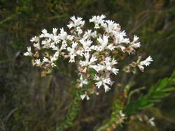 Heath Smokebush (5233662615).jpg