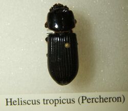 Heliscus tropicus sjh.jpg