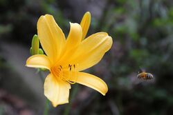 Hemerocallis hakuunensis.jpg