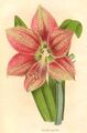 Hippeastrum pardinum1.jpg