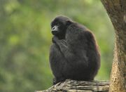 Black gibbon