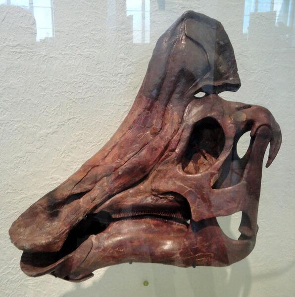 File:Hypacrosaurus altispinus - AMNH - DSC06304.JPG