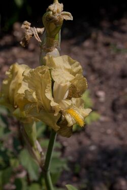 Iris imbricata - Fleurs.jpg