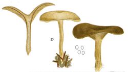 Jakob E. Lange- Flora agaricina Danica. Vol. 1- TAB. 38 - Clitocybe brumalis.jpg