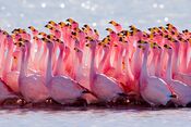 James's Flamingo mating ritual.jpg