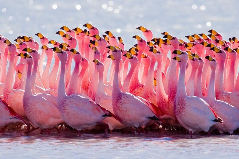 File:James's Flamingo mating ritual.jpg