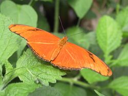 Julia-heliconian-butterfly.jpg