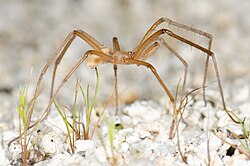 Kukulcania hurca, adult male (F Filistatidae) (8570813390).jpg