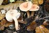 Lactarius decipiens 20061029w.jpg