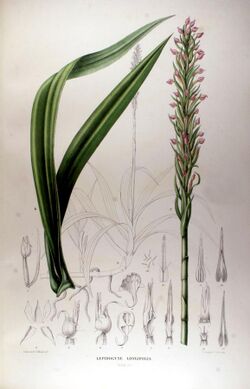 Lepidogyne longifolia - Karl Ludwig von Blume - Collection des Orchidées les plus remarquables de l'archipel Indien et du Japon (1858).jpg