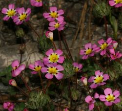 Linanthus montanus (Mustang Clover).JPG