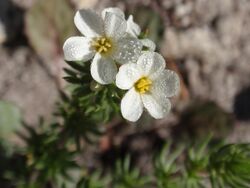 Linanthus pachyphyllus.jpg