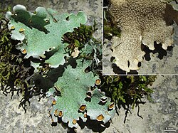 Lobariella reticulata - Flickr - pellaea.jpg