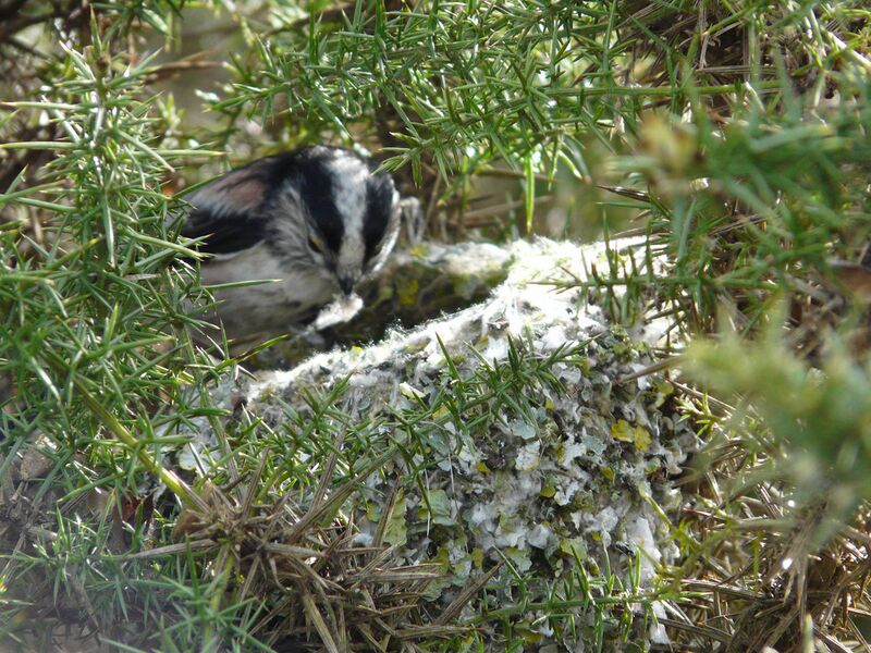 File:Long-tailed Tit nest building Dungeness, Kent 07 Mar 2009.jpg