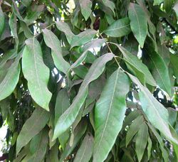 Longan (Dimocarpus longan) Tree leaves.jpg