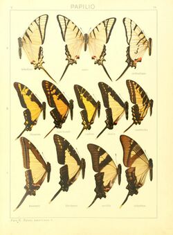 Macrolepidoptera15seit 0041.jpg