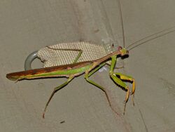 Madagascan Marbled Mantis (Polyspilota aeruginosa) (13924050322).jpg