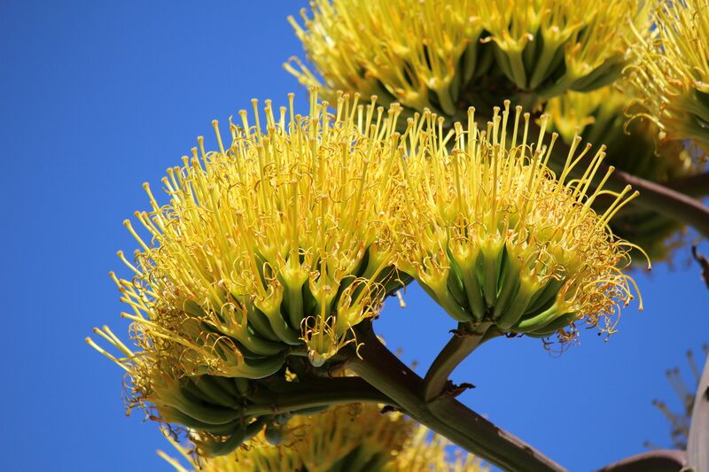 File:Maguey Agave Blossoms.JPG