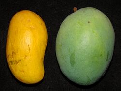 Mango ATAULFO GOLD NUGGET Asit.jpg