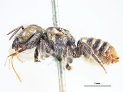 Megachile apicata f.jpg