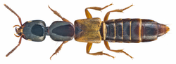 Megalinus flavocinctus Hochhuth, 1849 Syn.- Xantholinus flavocinctus Hochhuth, 1849 (16597982836).png