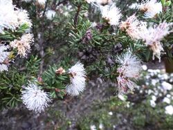 Melaleuca bromelioides 02.JPG