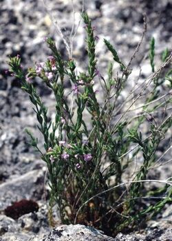 Micromeria cristata subsp. kosaninii.jpg