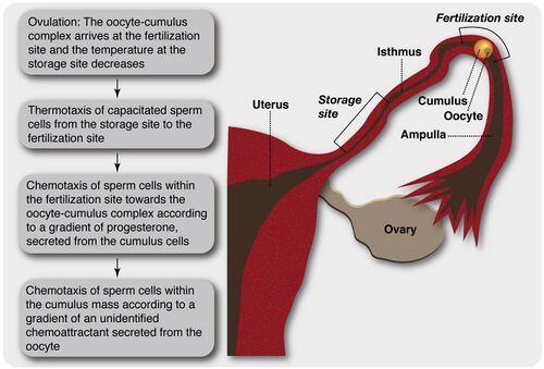 Model of sperm guidance in mammals.jpg