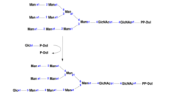 N-glycan precursor biosynthesis, EC 2.4.1.267.svg