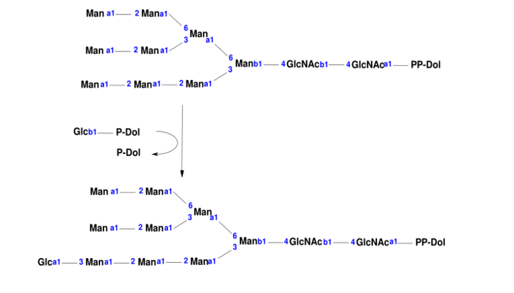 This is the chemical reaction that is mediated by the enzyme dolichyl-P-Glc:Man9GlcNAc2-PP-dolichol alpha-1,3-glucosyltransferase.