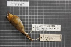 Naturalis Biodiversity Center - RMNH.AVES.37584 1 - Erithacus sharpei sharpei (Shelley, 1903) - Turdidae - bird skin specimen.jpeg