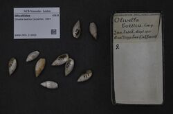 Naturalis Biodiversity Center - RMNH.MOL.211803 - Olivella baetica Carpenter, 1864 - Olivellidae - Mollusc shell.jpeg