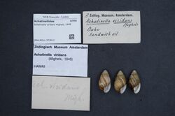 Naturalis Biodiversity Center - ZMA.MOLL.373612 - Achatinella viridans Mighels, 1848 - Achatinellidae - Mollusc shell.jpeg