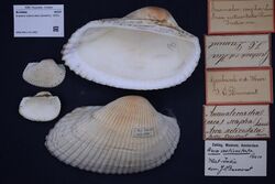 Naturalis Biodiversity Center - ZMA.MOLL.411462 - Anadara tuberculosa (Sowerby, 1833) - Arcidae - Mollusc shell.jpeg