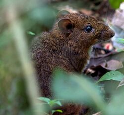Nesomys rufus - Red forest rat (15721901477).jpg