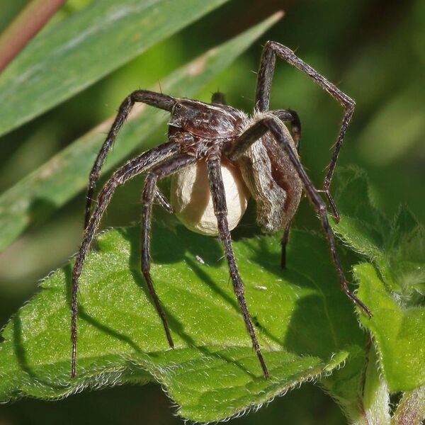 File:Nursery web spider (Pisaura mirabilis) 2.jpg
