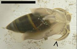 Olivella semistriata crawling; scale bar, 1 cm.jpg