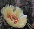 Opuntia fragilis "Feldberg" (9215688536).jpg