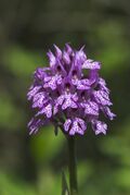 Orchis tridentata.jpg