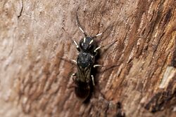 Orussus abietinus, a parasitic wood wasp.jpg
