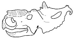 Pachyrhinosaurus lakustai skull diagram.jpg